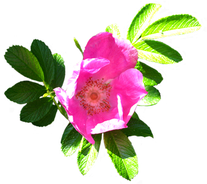 Flower Of Dog Rose - Rosa Nutkana (413x376)