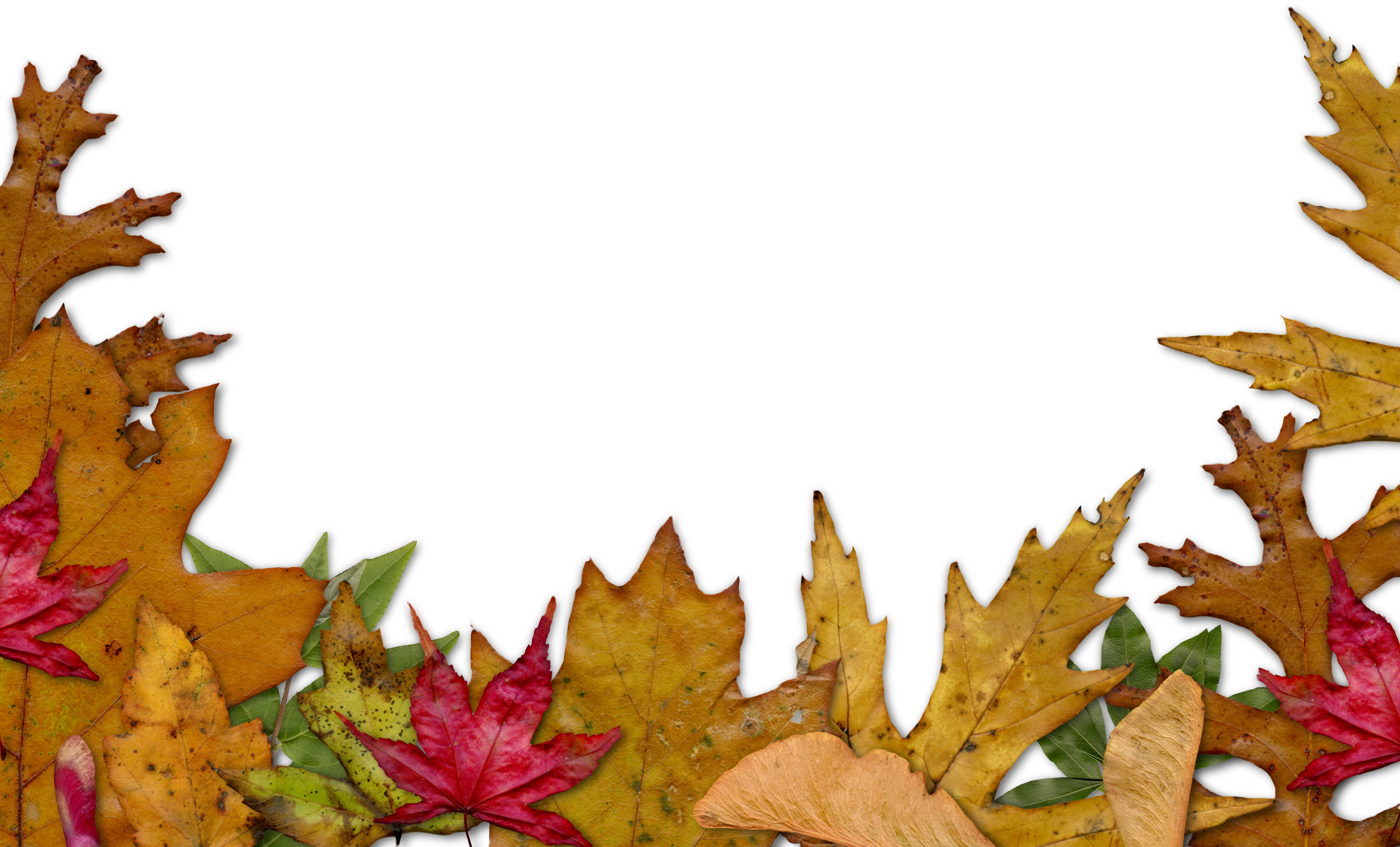 Autumn Leaves Border Png (3600x2177)
