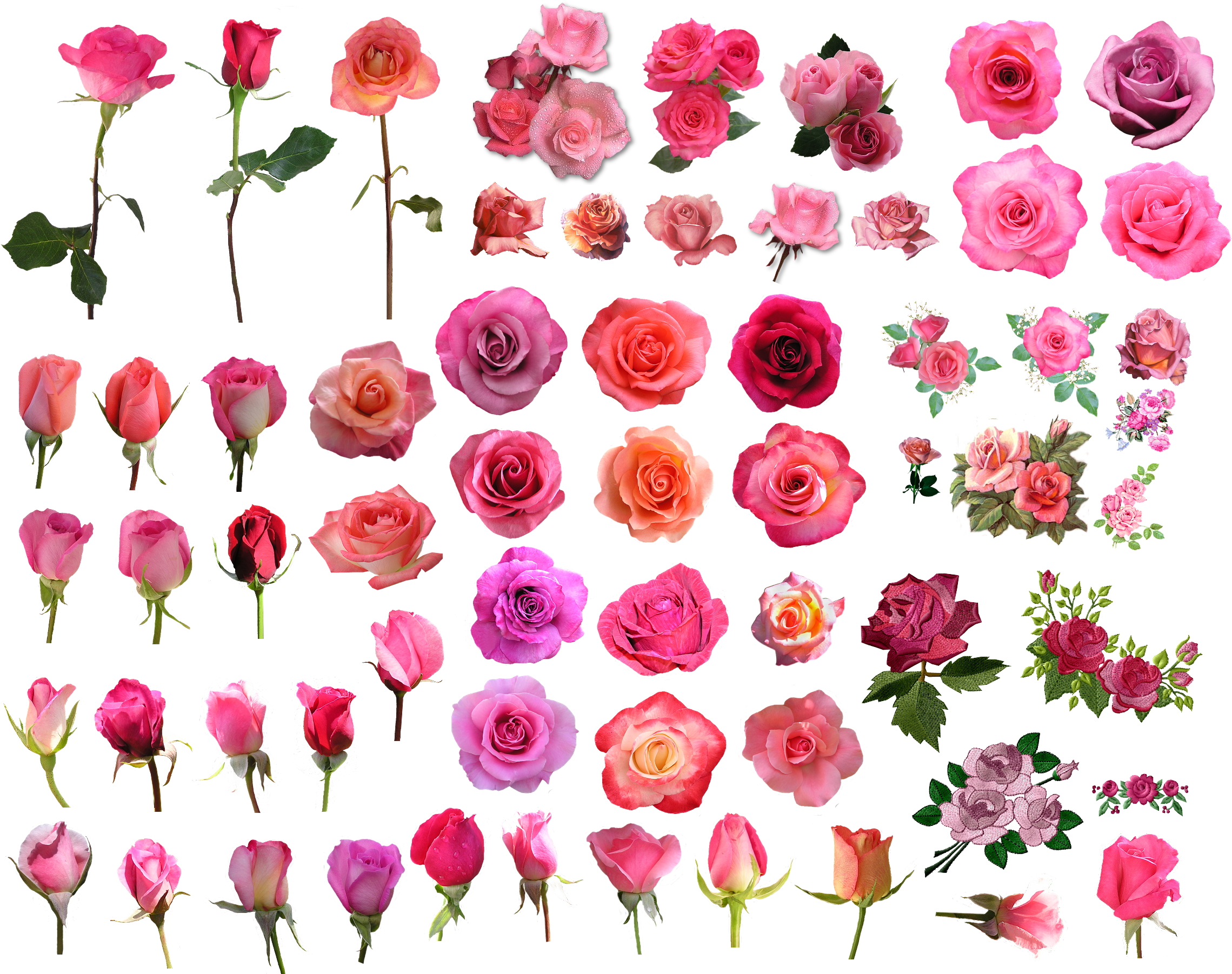 Garden Roses Flower Pink Clip Art - Garden Roses Flower Pink Clip Art (2348x1860)