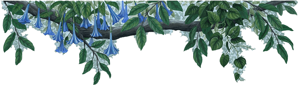 Rose Vine Border Clipart Download - Jungle Png (1024x439)
