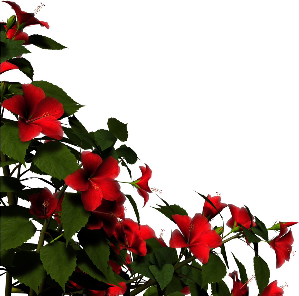 Hibiscus Border By Brokenwing3dstock Hibiscus Border - Hibiscus Plant Png (1024x1024)