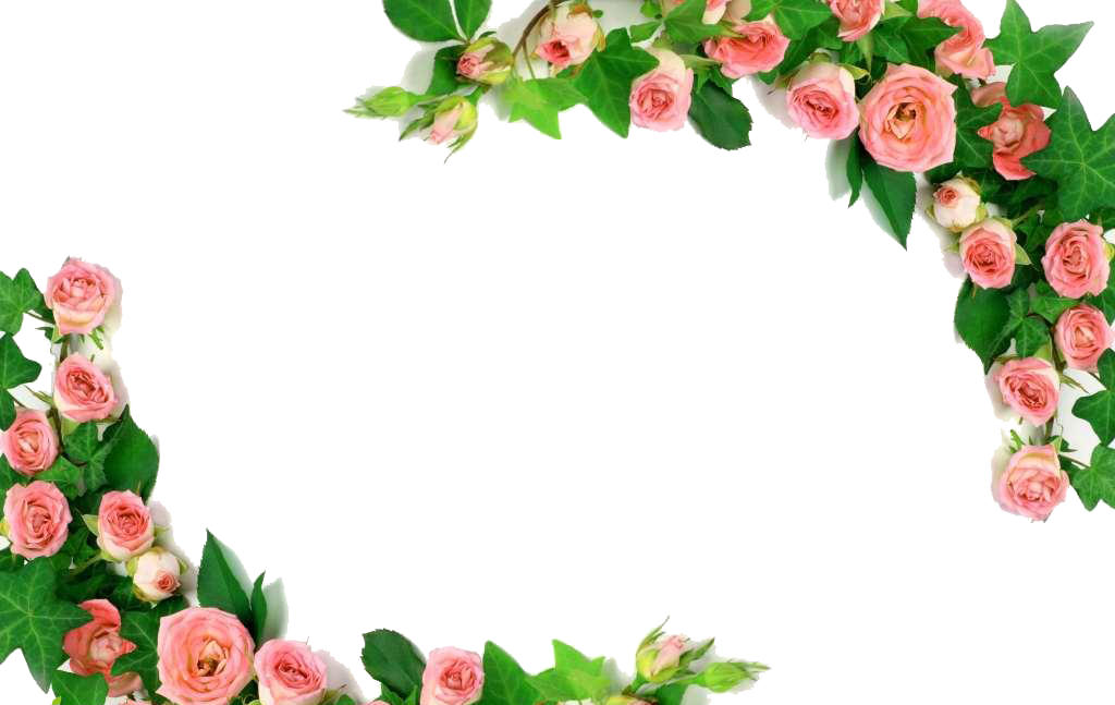 Rose U5409u7965u5bfau5e97 Pink Photography Royalty-free - Png Roses Border (1024x647)