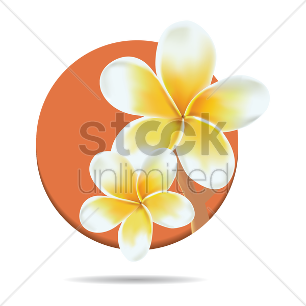 Frangipani Vector Graphic - Vector Graphics (600x600)