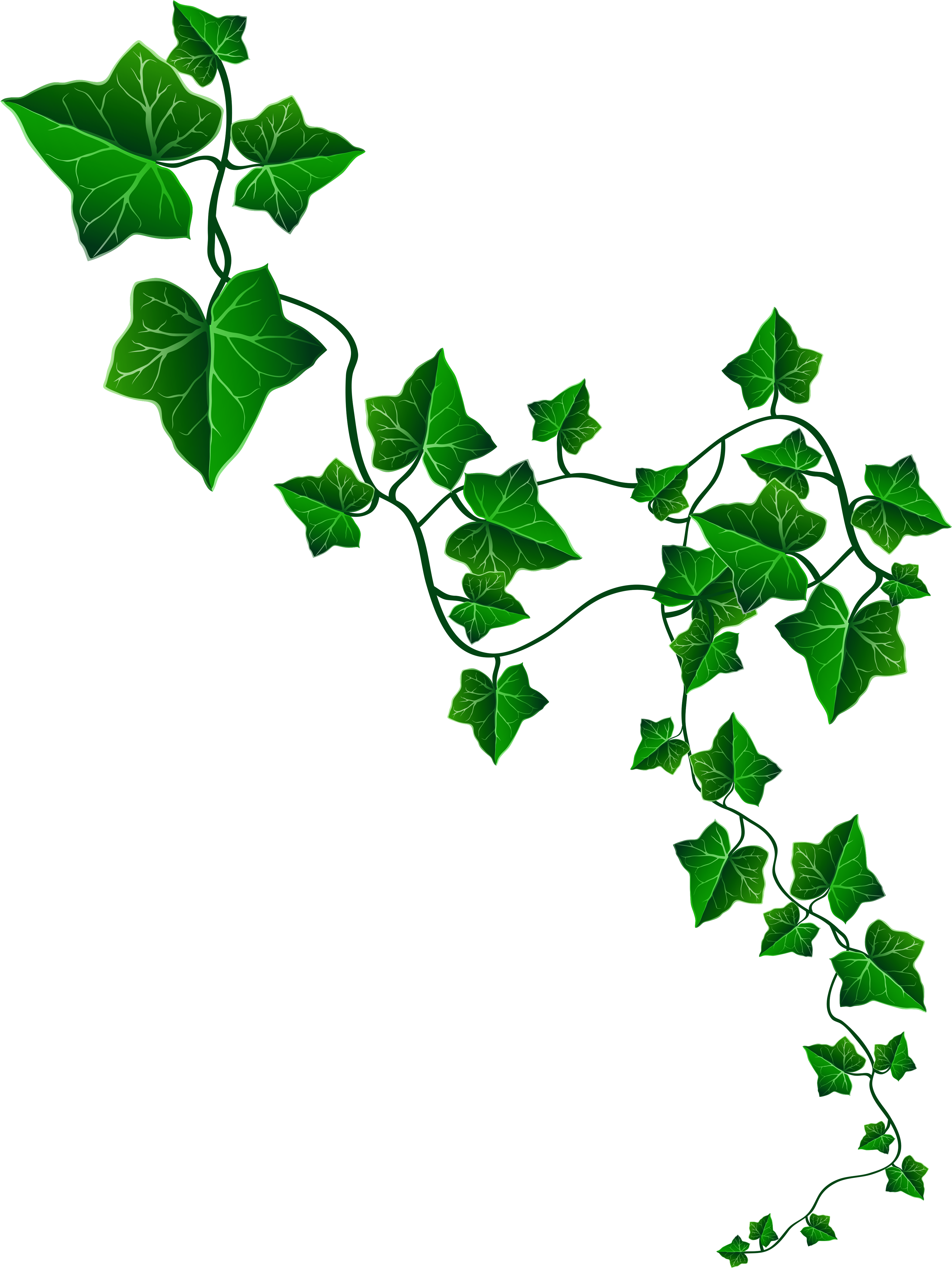 Ivy - Alpha Kappa Alpha Ivy (3794x5096)