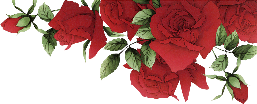 Garden Roses Beach Rose Red Flower - Garden Roses Beach Rose Red Flower (900x400)