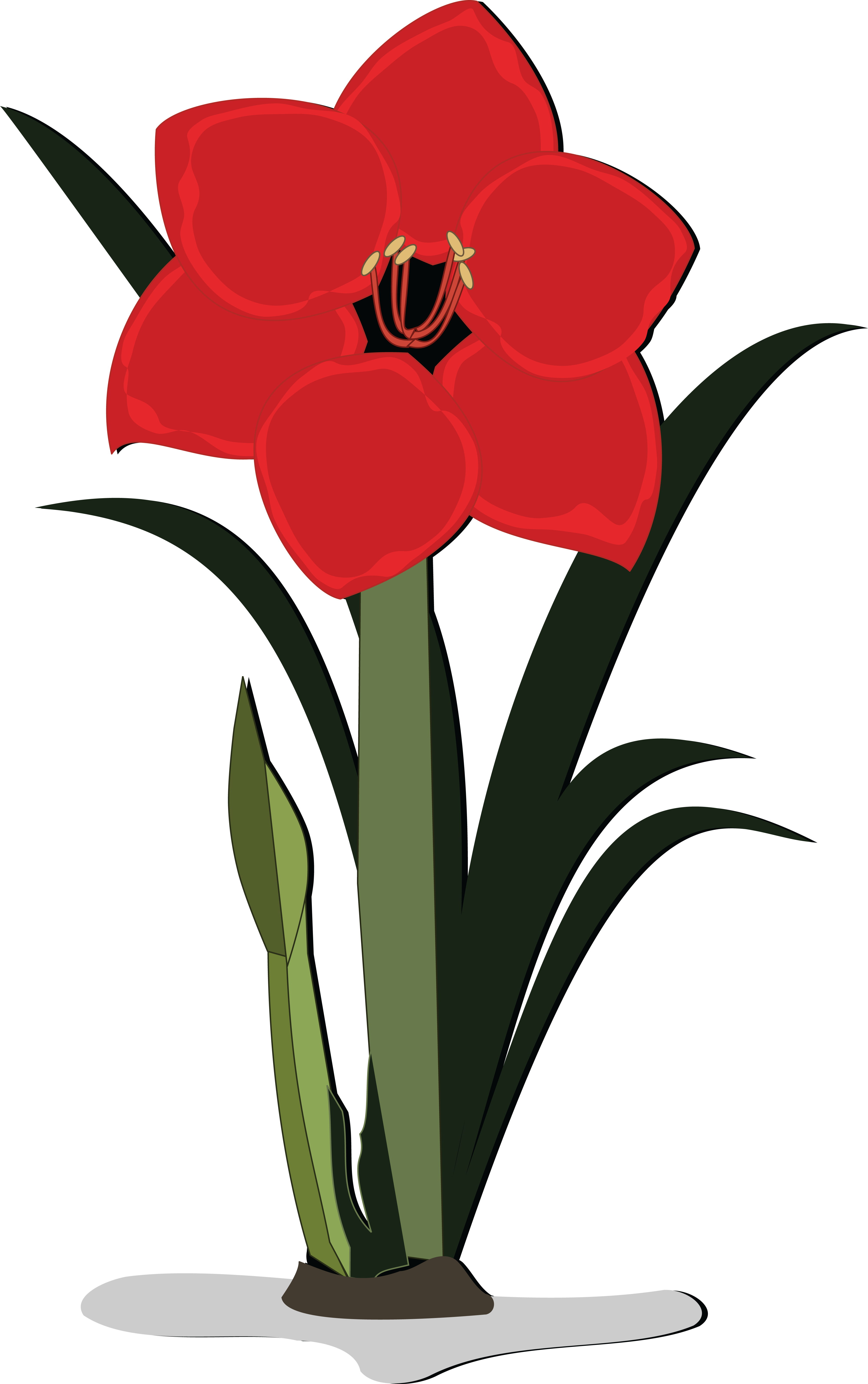 Free Clipart Of An Amaryllis Flower - Amarilis Png Transparente (4000x6376)