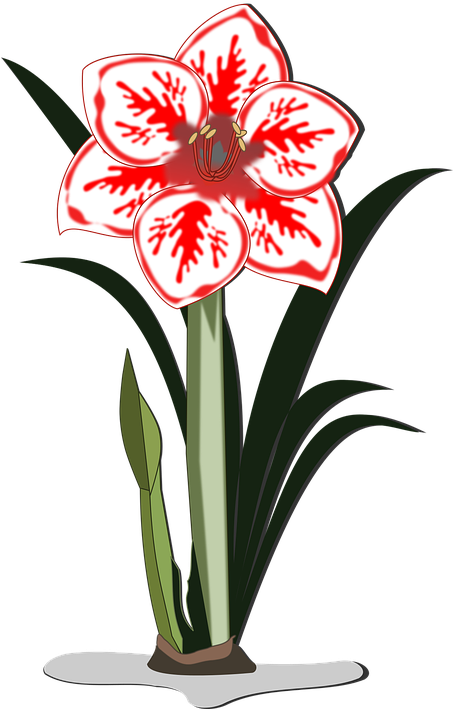 Free Vector Graphic - Amaryllis Clipart (452x720)