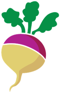 Cornucopia And Produce - Turnip (520x399)