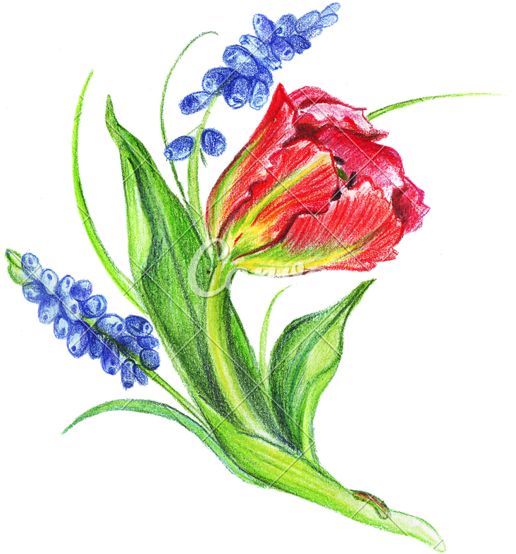 Hand Drawing Of Colored Bunches Of Flowers - Tulip (731x800)