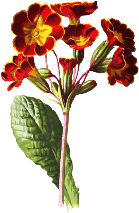Real Jardxedn Botxe1nico De Madrid Botanical Illustration - Giclee Painting: Hulme's Polyanthus, 61x41in. (548x800)