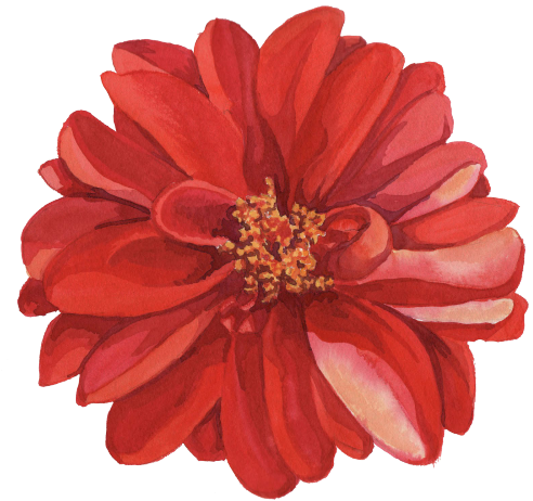 Image Result For Transparent Flower Drawing Png - Transpartent Flower Drawing (500x464)