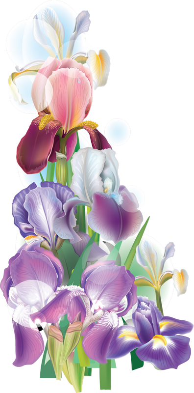 Fleurs, Éclat, Ornement, Flowers, Tubes, Bouquets, - Moth Orchids (396x800)