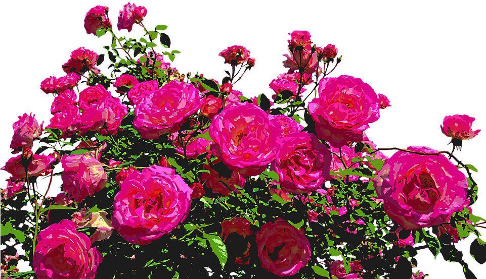 Roses, Nature, Drawing, Flower, Rose Blooms, Blossom - Jardim De Flores Png (960x565)