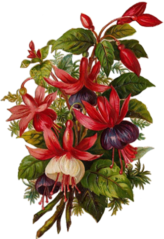 Flower Bouquet Drawing Bokmxe4rke - Fuchsia (550x550)