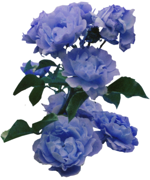 Transparent Blue Flowers - Blue Flower Sticker Png Transparent (500x602)