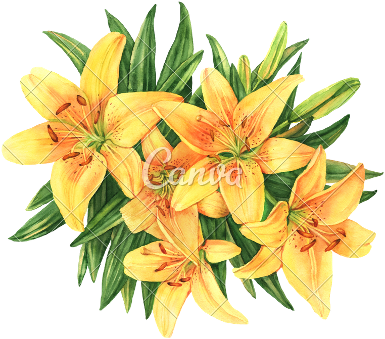 Yellow Lilies Bouquet Flower Botanical Watercolor Illustration - Flower Bouquet (800x705)