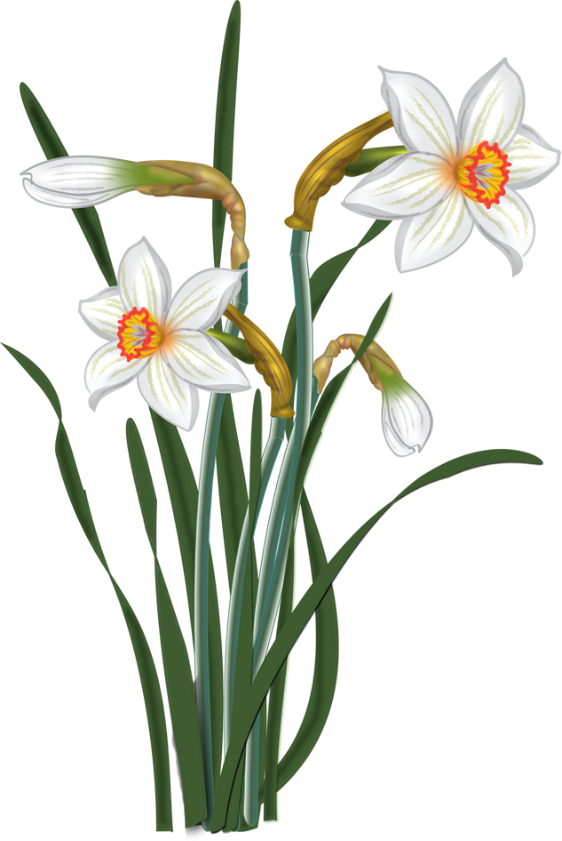 Spring Time - Narcissi Clipart (633x946)