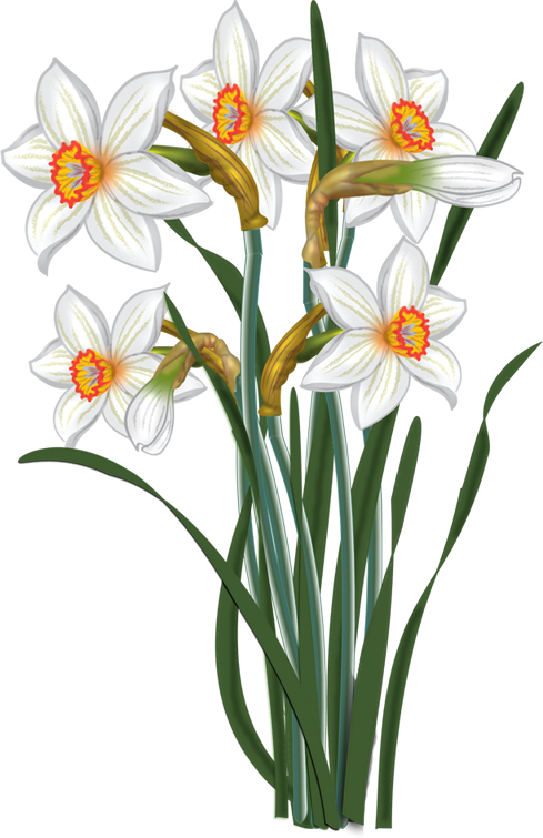 Flowers - Vector Narcissus - Narcissus Flower Clip Art (489x755)