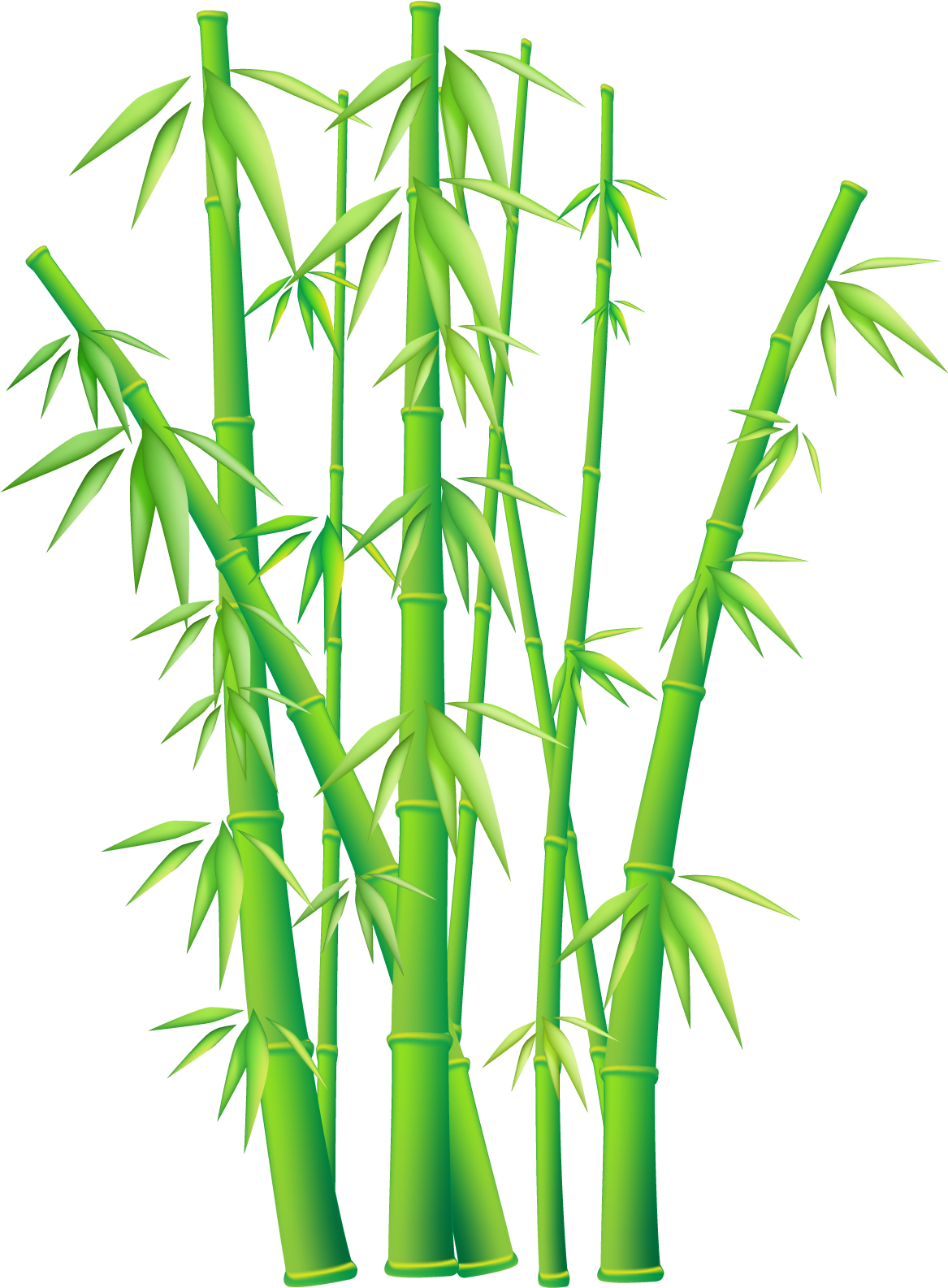 Green Grass Border Clipart Free Image - Vector Bamboo Png - (1200x1599) Png  Clipart Download, image size:1167x1585