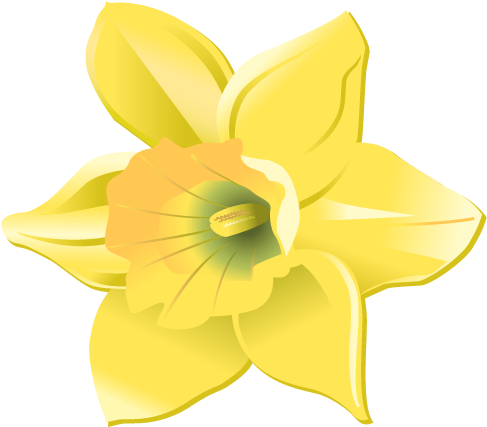 Daffodil Head Only - Narcissus (512x558)