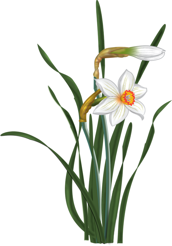 Narcissus Flower Clip Art (571x816)