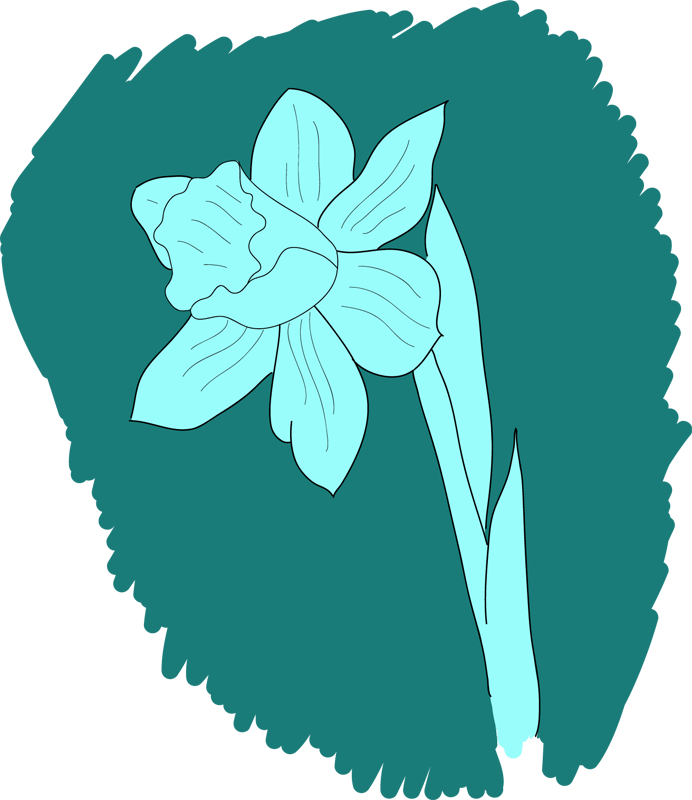 Daffodil Drawing - Drawing (692x800)