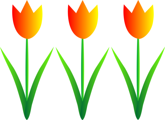 Színes Tavaszi Tulipán Clip Art - Flowers Clip Art (550x400)
