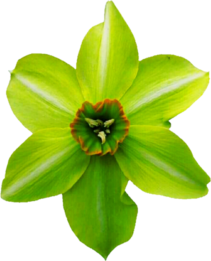 Green Daffodil By Jeanicebartzen27 - Lily (719x868)