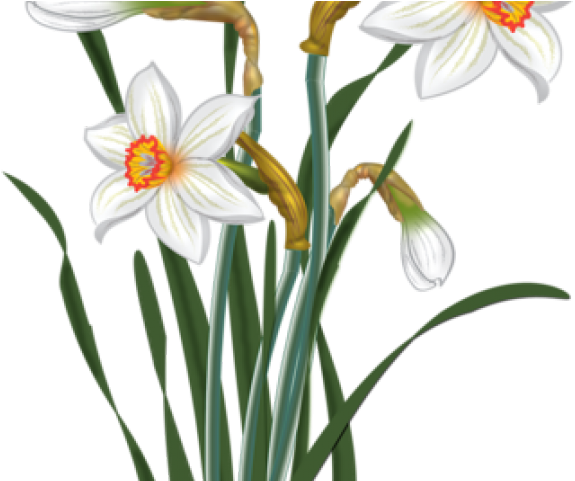 Daffodils Clipart Spring Bloom - Narcissus Png (640x480)