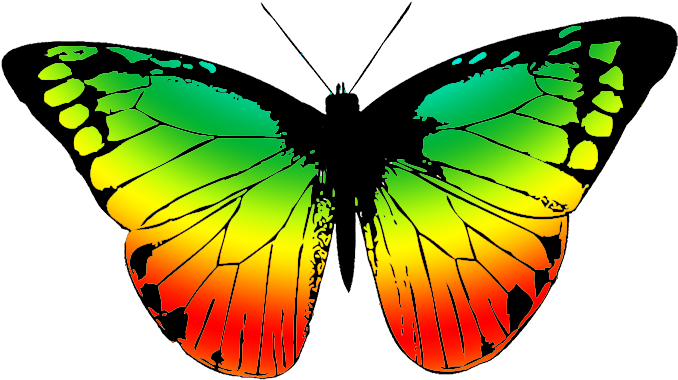 Butterfly With Many Colors - Butterfly Wing Black And White (709x496)