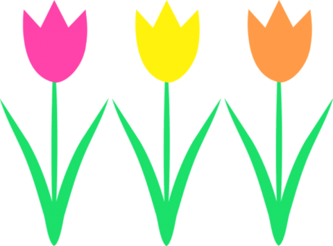 Spring Break Hours - Spring Tulips Clip Art (700x517)