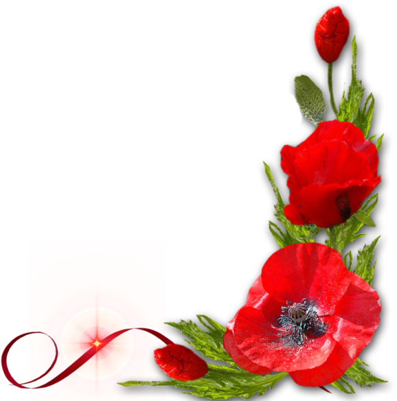 Coins Bordures - Page - David's Garden Seeds Flower Poppy Corn D1611 (red) (600x600)