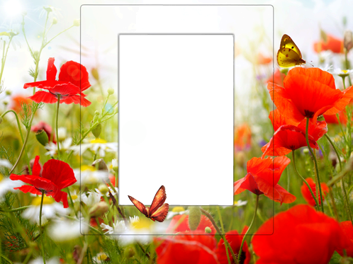 Frame With Poppies - Canvas Wall Art Prints Red Flowers And White Daisies (498x373)