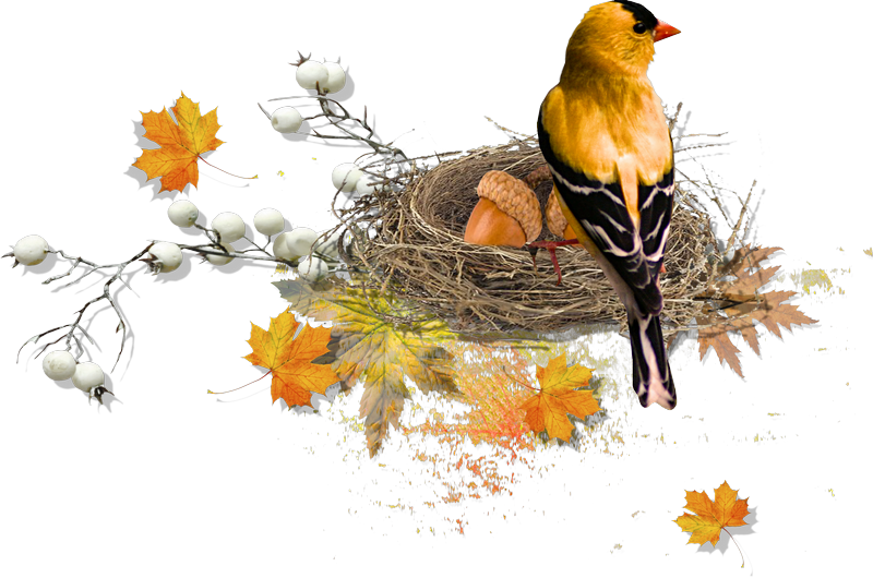 Publicat De Eu Ciresica La - Autumn Birds (800x530)