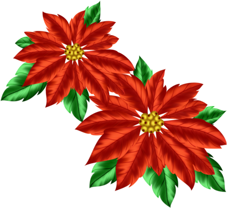 Poinsettia Clipart Transparent - Poinsettia (800x704)