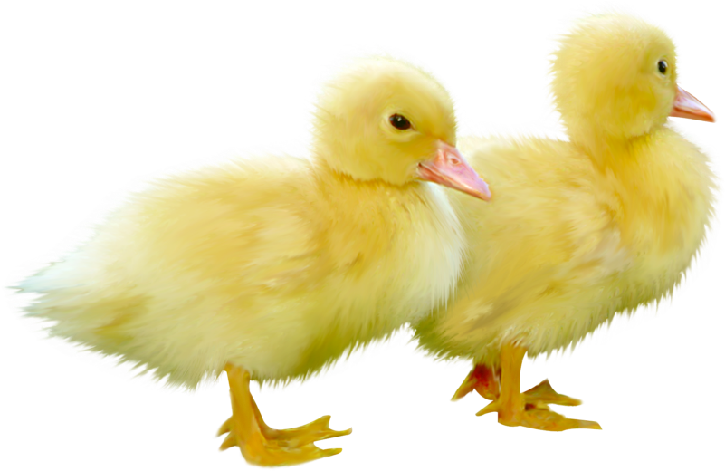 Duck Clipart Little Duck - Yellow Duckling (823x528)
