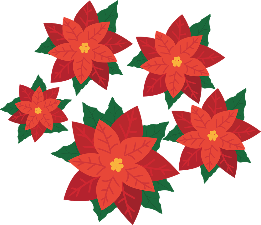 Christmas Poinsettia Clipart - Poinsettia Flower Png (834x720)