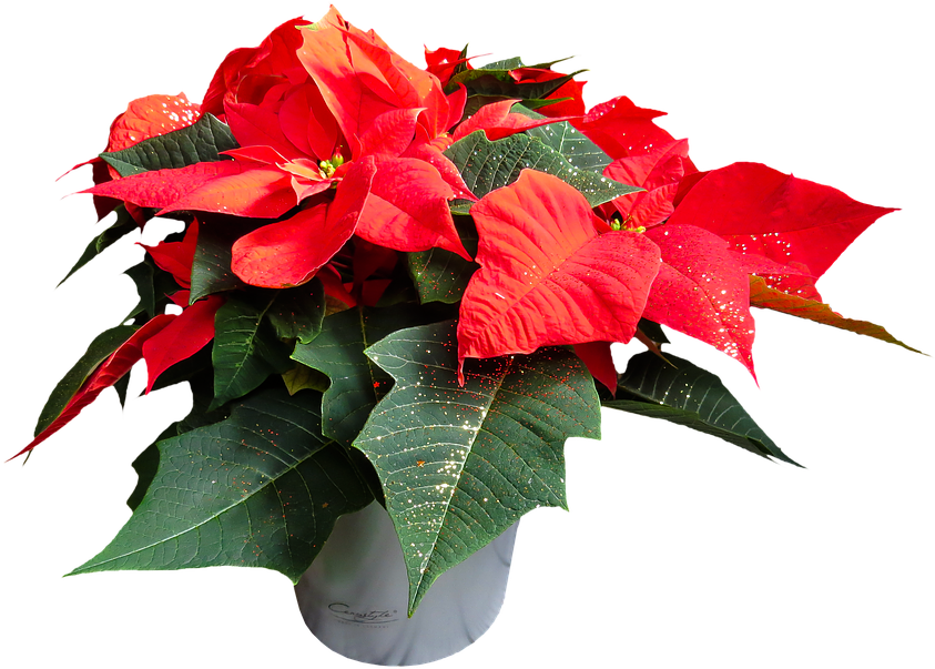 Poinsettia Plants Pictures 6, Buy Clip Art - Poinsettia Transparent Background (911x720)