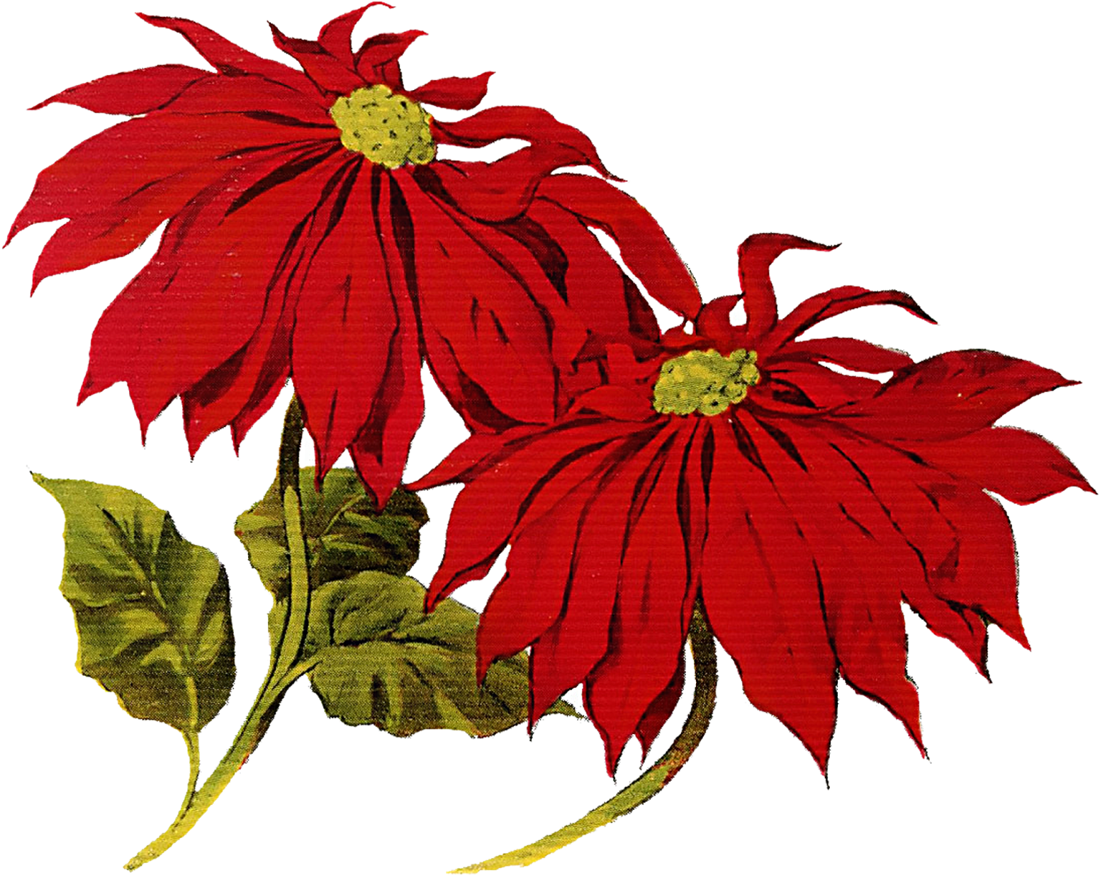 Poinsettia Cliparts - Christmas Vintage Clip Art (1600x1352)