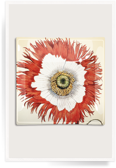 2 Decoupage Glass Tray - Giclee Painting: Ornamental Poppies, From The Hortus (420x600)