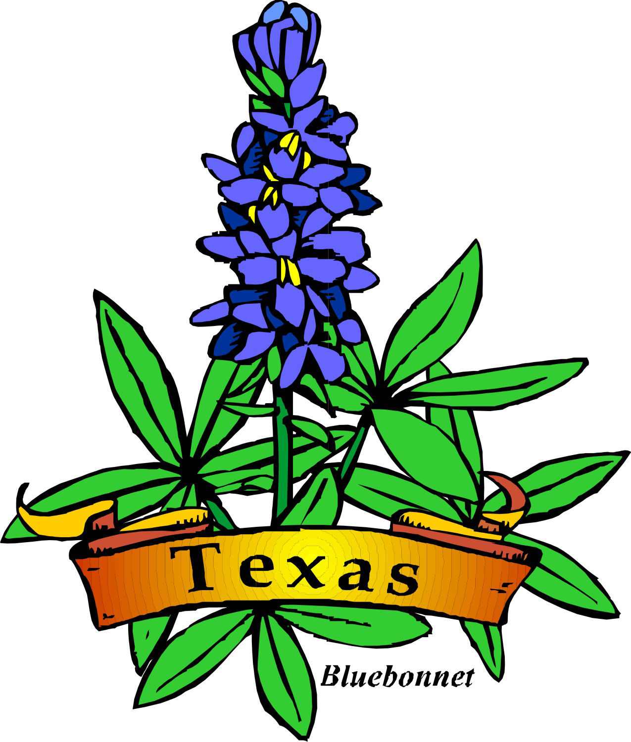 Texas State Flower Drawing (1275x1500)