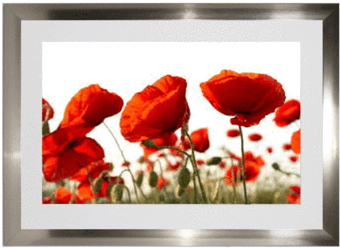 Romanza Cuadro Con Poliestireno Y Cristal - Platin Art Peel N'stick Prints Wall Decals, Poppy Field (480x480)