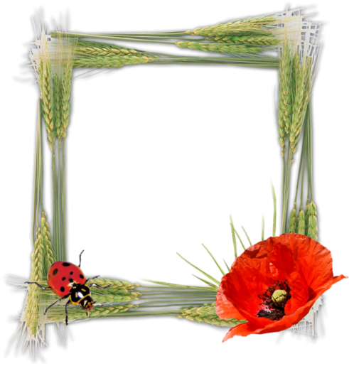 Cadres Et Bordures - Picture Frame (600x537)