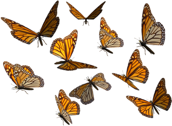 Monarch Butterfly Clipart Png - 14k Yellow Gold Monarch Butterfly Heart Locket 3/4 (600x420)