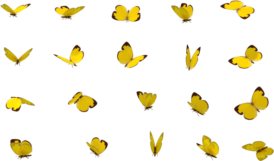Butterfly 02 By Wolverine041269 - Transparents Butterfly Of Deviantart (1024x674)