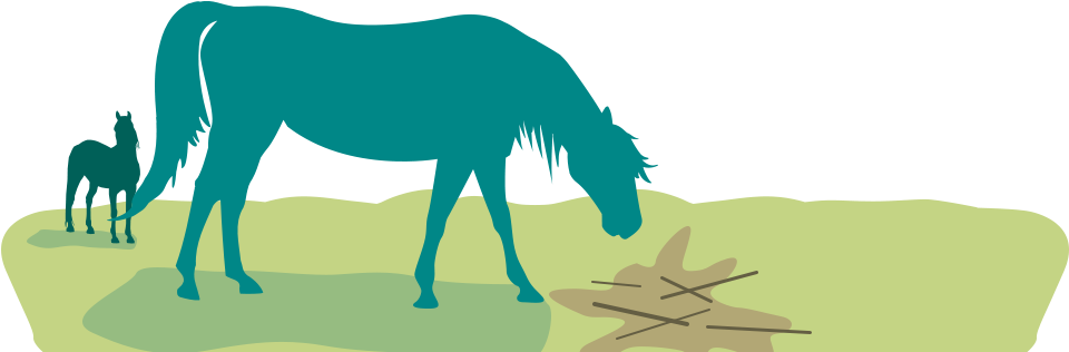 Strangles Infections Are Highly Contagious - Horse (970x394)