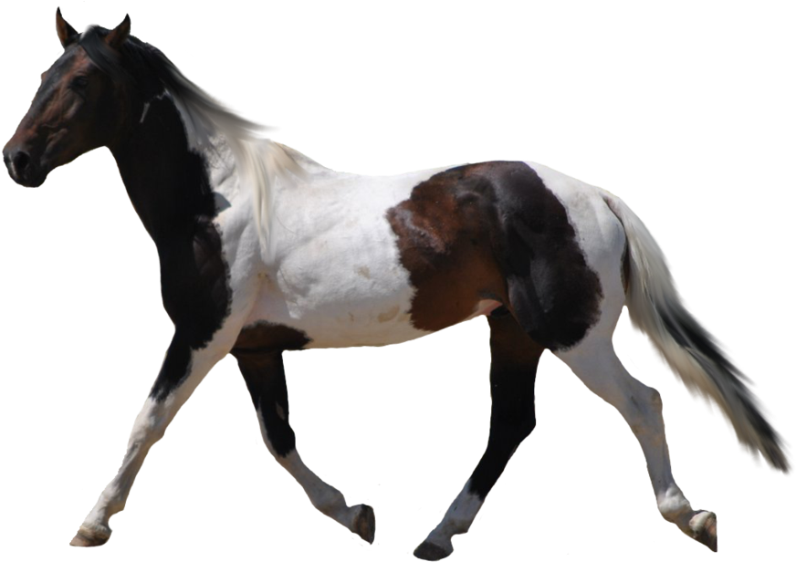 Horse Racing Clipart - Horse With Transparent Background (900x647)