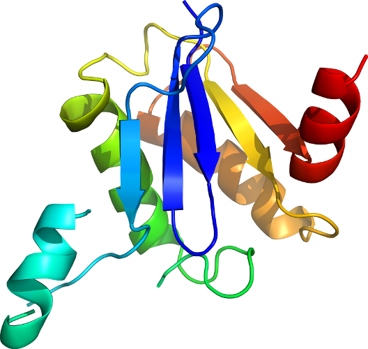 Graphic Design Line Organism Clip Art - Graphic Design Line Organism Clip Art (528x500)