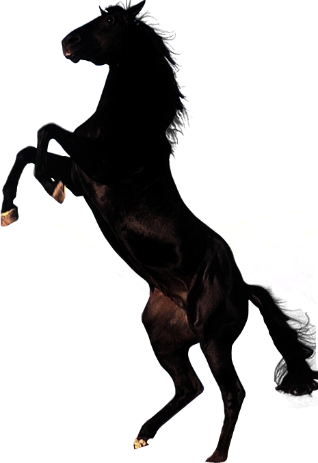 Download - Horse Png (465x677)