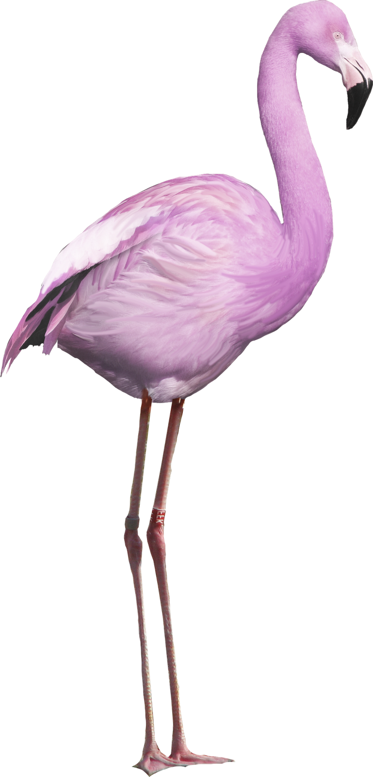 Recursos - Greater Flamingo (769x1600)